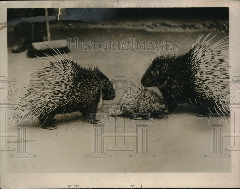 1927 Press Photo London England  African porcupines &amp; a baby at zoo - Historic Images