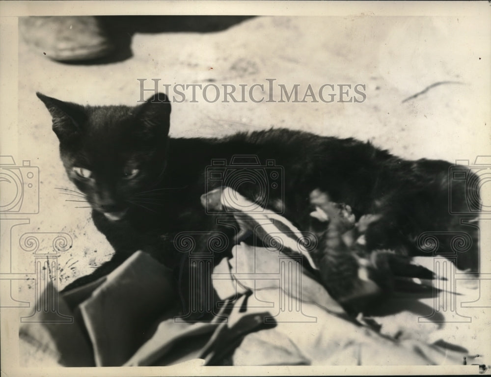 1935 Press Photo Blackie the cat andher kittens &amp; skunk she adopted - Historic Images