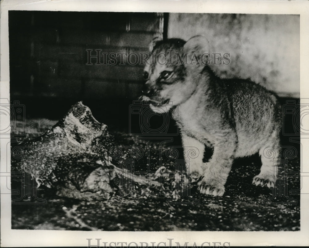 1935 Press Photo London Zoo baby lion cub  with huge chunk of meat - Historic Images