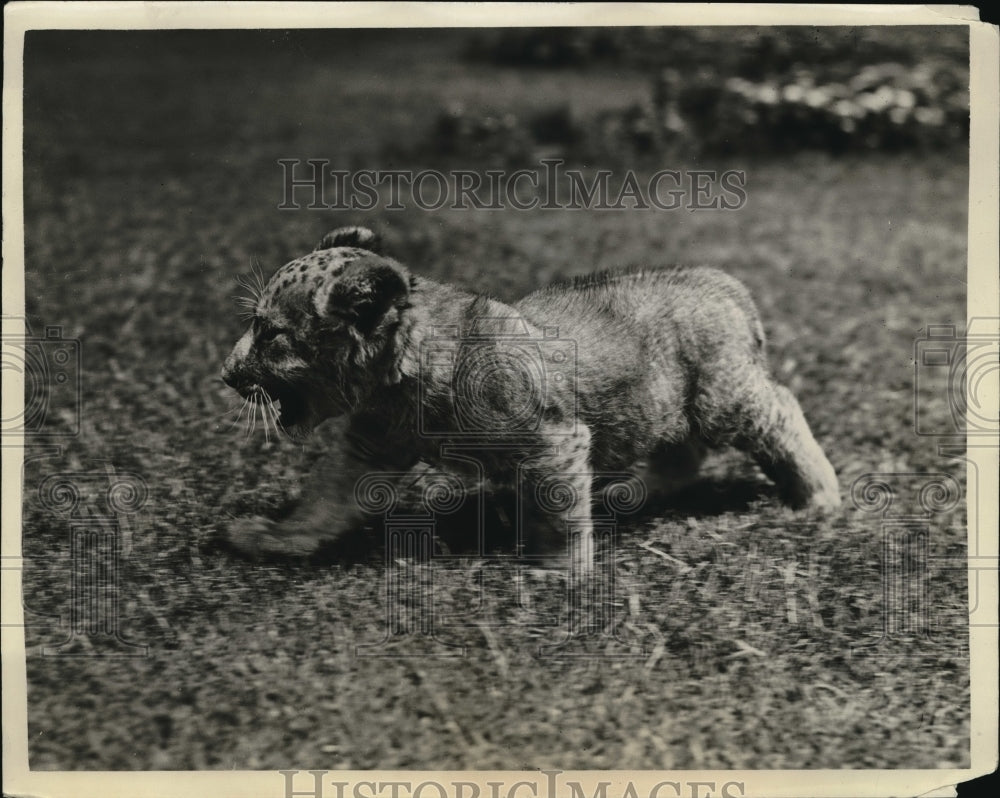1923 Press Photo One week old lion cub at Selif zoo in La Calif - Historic Images