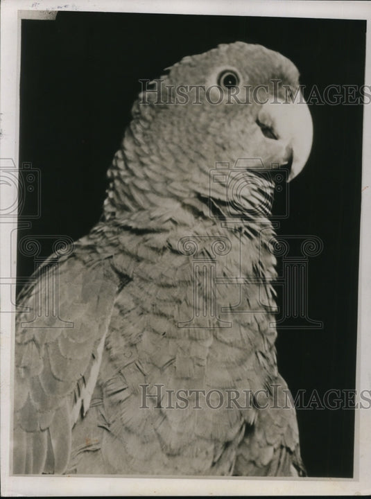 1939 Press Photo A common green parrot on display - Historic Images