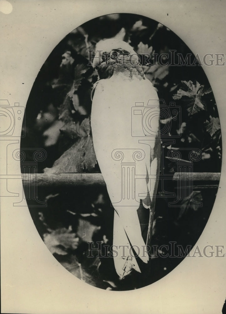 1928 Press Photo A blood stained cockatiel on display - Historic Images