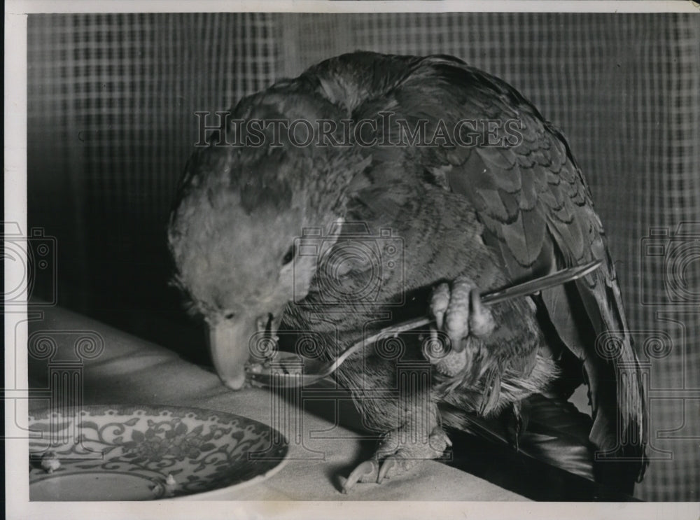 1938 Press Photo Pet Parrot &quot;Polly&quot; Eats with Spoon, Owner Victoria Barrett - Historic Images