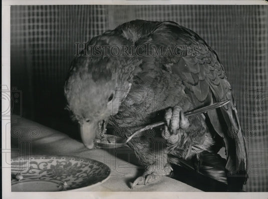 1938 Press Photo Pet Parrot "Polly" Eats with Spoon, Owner Victoria Barrett - Historic Images