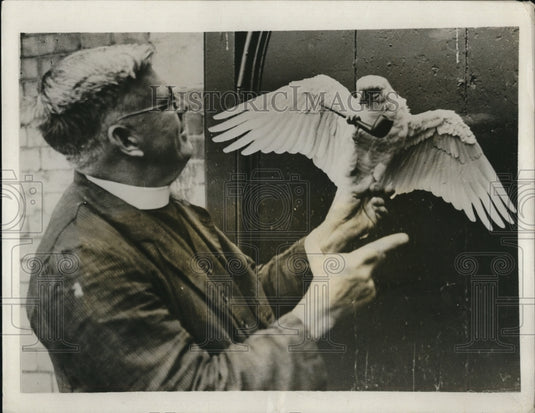 1931 Press Photo Pet Cockatoo Bird "Polly" Holding Pipe, Owner F.W. Turner - Historic Images
