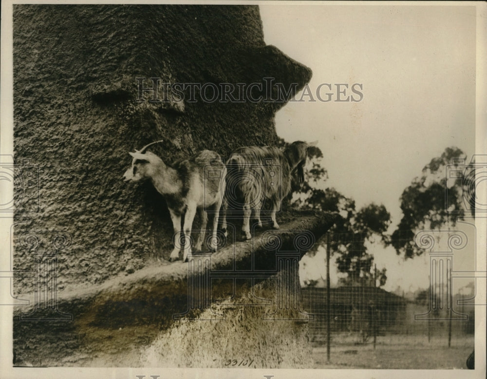 Undated Press Photo Mountain Goats guard artificial mountain in California. - Historic Images