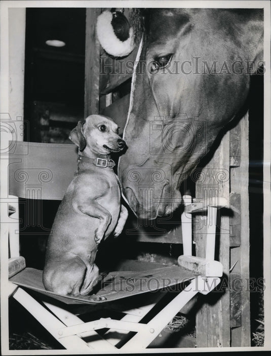 1961 Press Photo Marionette Horse and Sally the puppy mascot - Historic Images