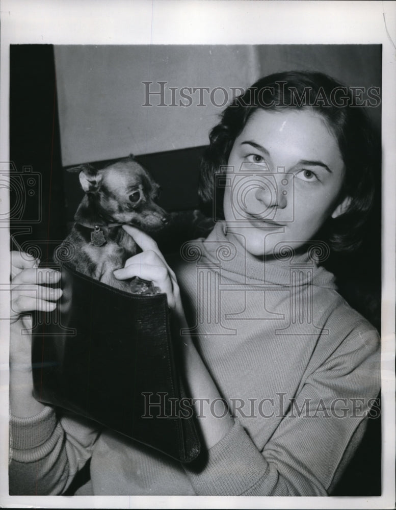 1958 Press Photo Paris France  Miniture pinscher in a small bag at dog show - Historic Images