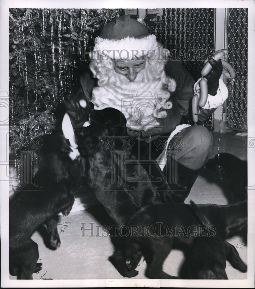 1954 Press Photo Seattle Wash Santa &amp; puppies at King County Humane Society - Historic Images