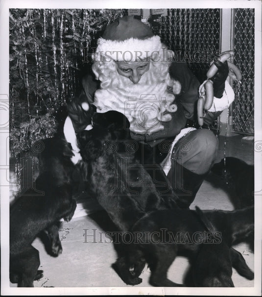 1954 Press Photo Seattle Wash Santa & puppies at King County Humane Society - Historic Images