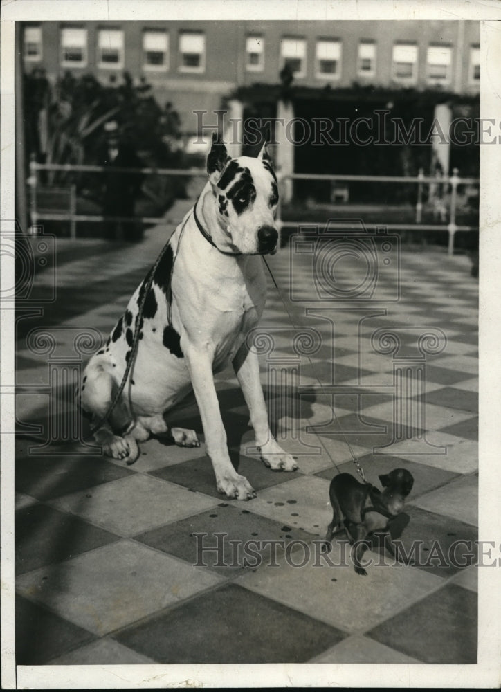 1931 Press Photo Mexican hairless chichuahua &amp; a Great Dane in LA Calif - Historic Images