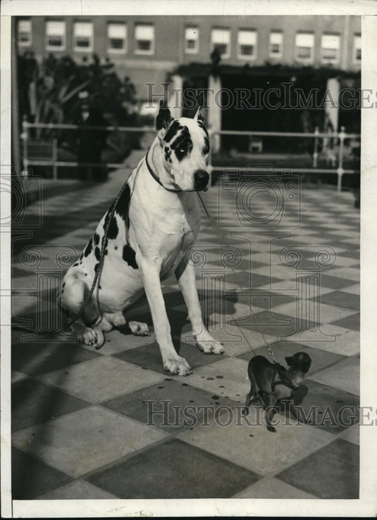 1931 Press Photo Mexican hairless chichuahua & a Great Dane in LA Calif - Historic Images