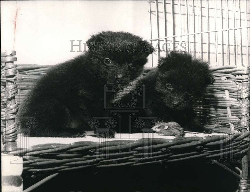 1971 Press Photo Puppy-Cats Mi Between Cat &amp; Dog - Historic Images