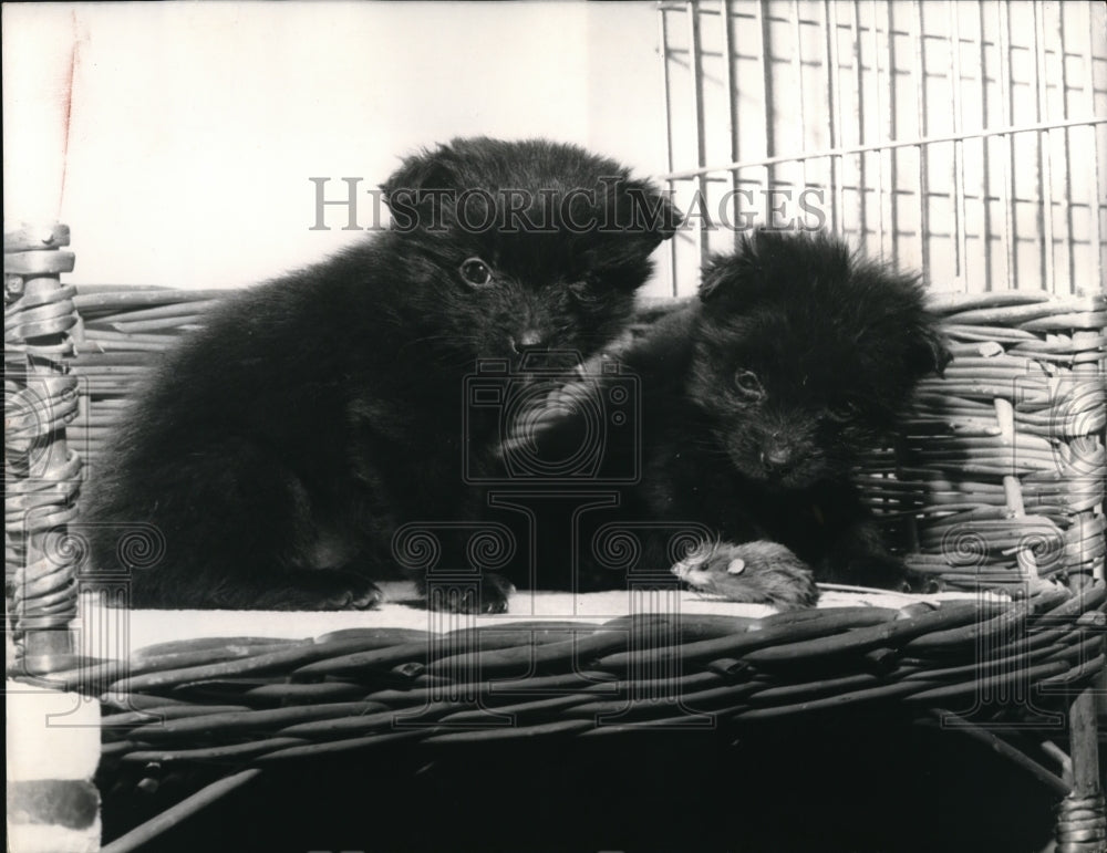 1971 Press Photo Puppy-Cats Mi Between Cat & Dog - Historic Images
