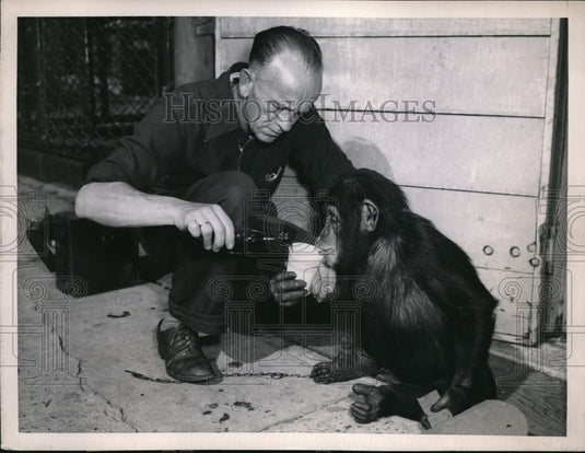 1949 Press Photo Walter the Chimpanzee & Zookeeper Bill Wills at Fleishacker Zoo - Historic Images
