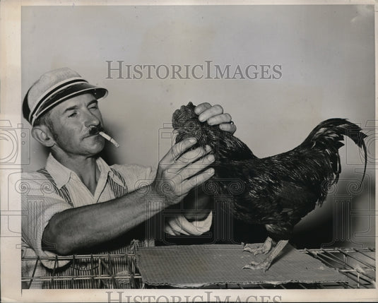 1939 Press Photo Gerald Duncan waxing Comb of Rhode Island Red Bantam - Historic Images