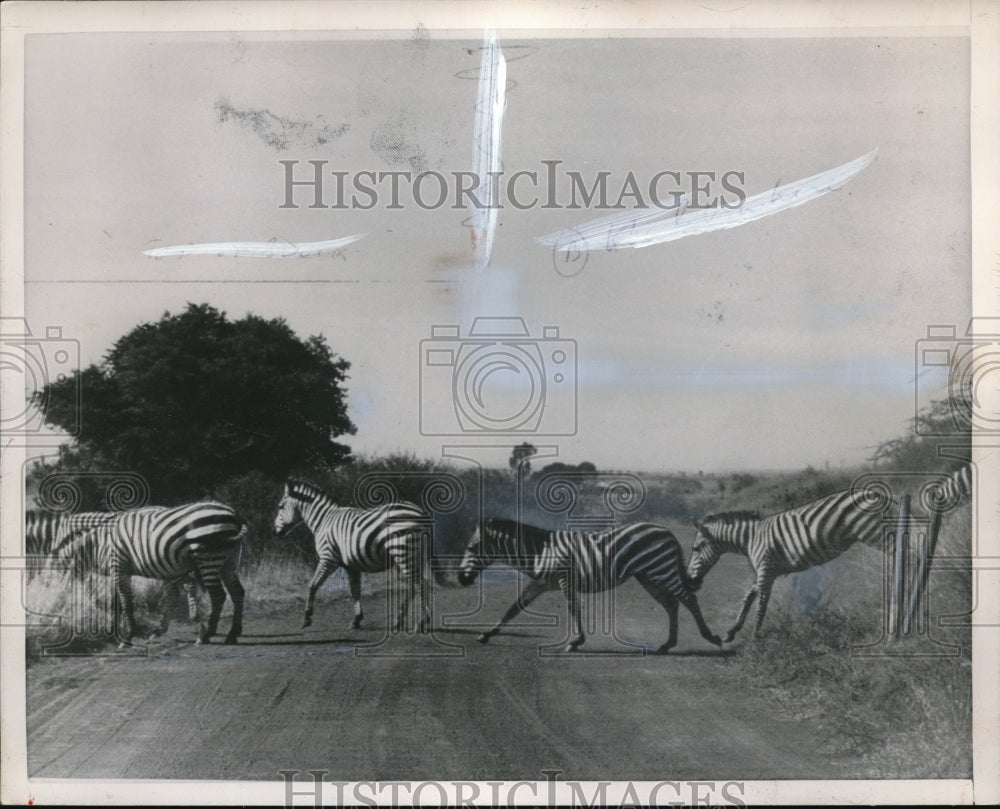 1954 Press Photo Zebras at Kenya&#39;s Royal National Park Africa - Historic Images