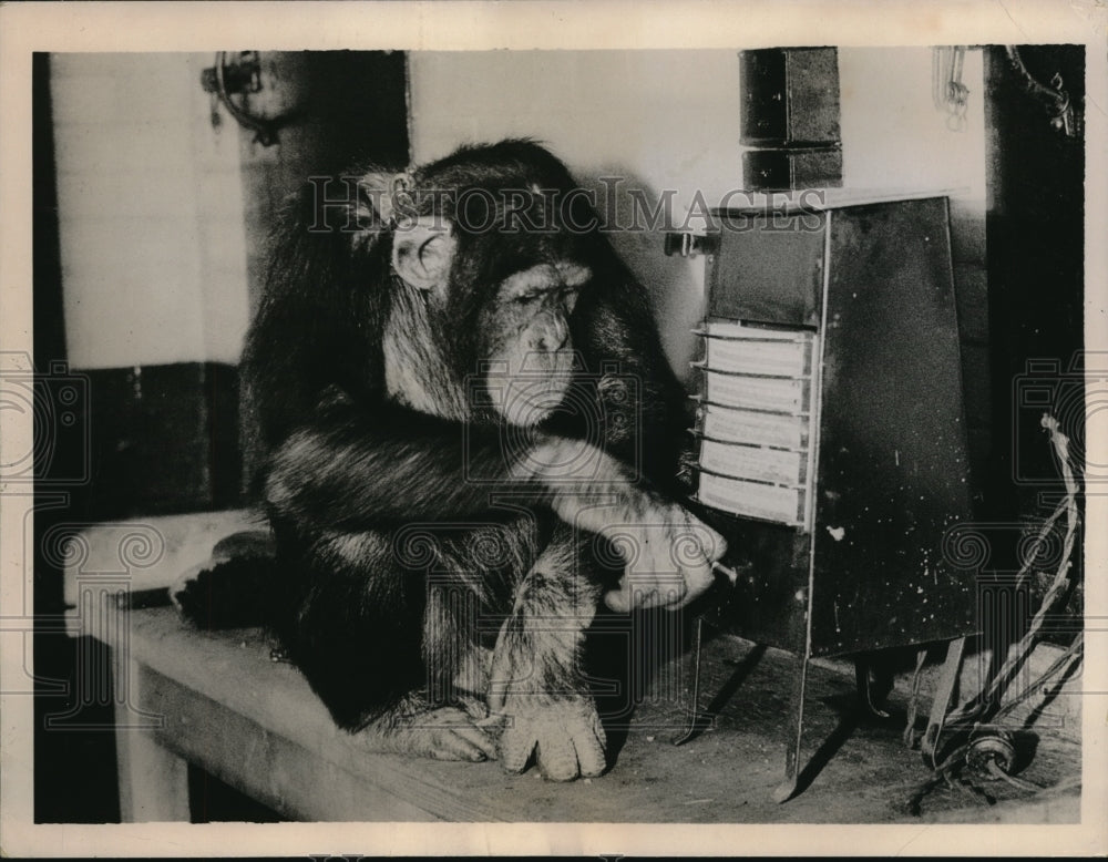 1936 Press Photo Jackie, the Chimpanzee, turns on the heat in London - Historic Images