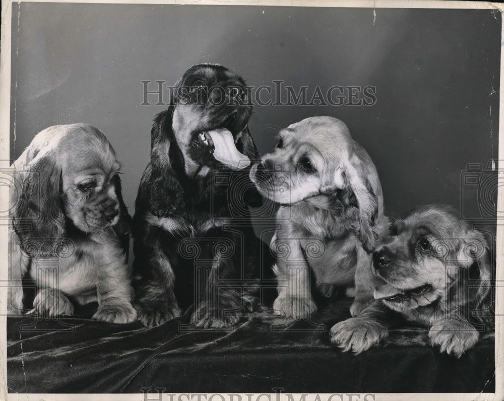 1949 Press Photo Four photogenic pups become Four Aces by Michael J. Roll - Historic Images