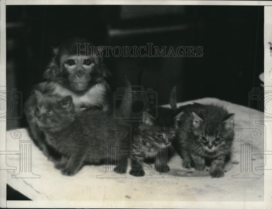 1932 Press Photo Nellie the monkey mothers Maltese kittens, Cleveland Ohio - Historic Images