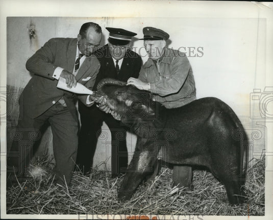 1961 Press Photo Paris France, 1 month old elephant, gift to President Charles - Historic Images