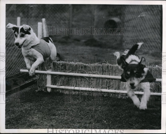 1952 Press Photo Maidstone Kent England Grand Natl dog show terriers - Historic Images