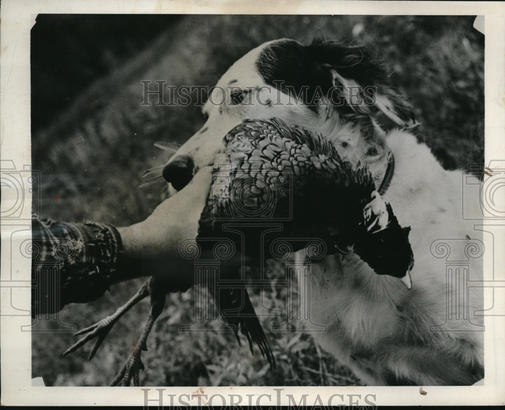 1939 Press Photo Trained Setter, Belleview Nugy, with retrieved Pheasant. - Historic Images