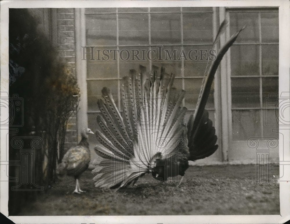 1927 Press Photo London Zoological Gardens, male Argus Pheasant with colors - Historic Images