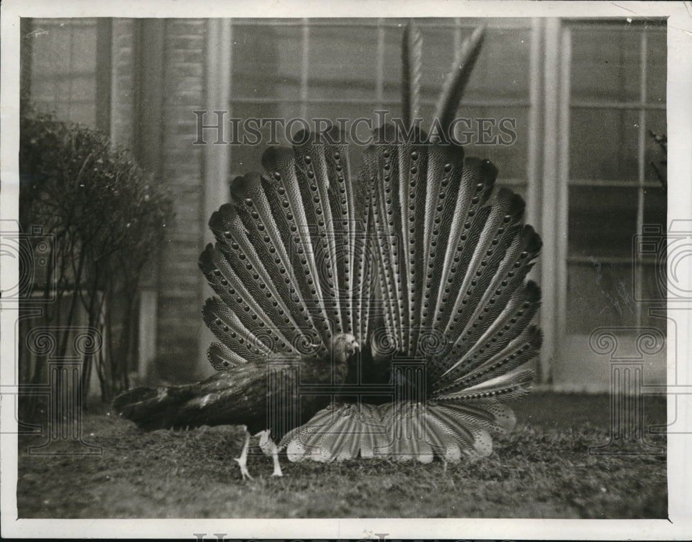 1927 Press Photo male Argus Pheasant at London Zoological Gardens - Historic Images