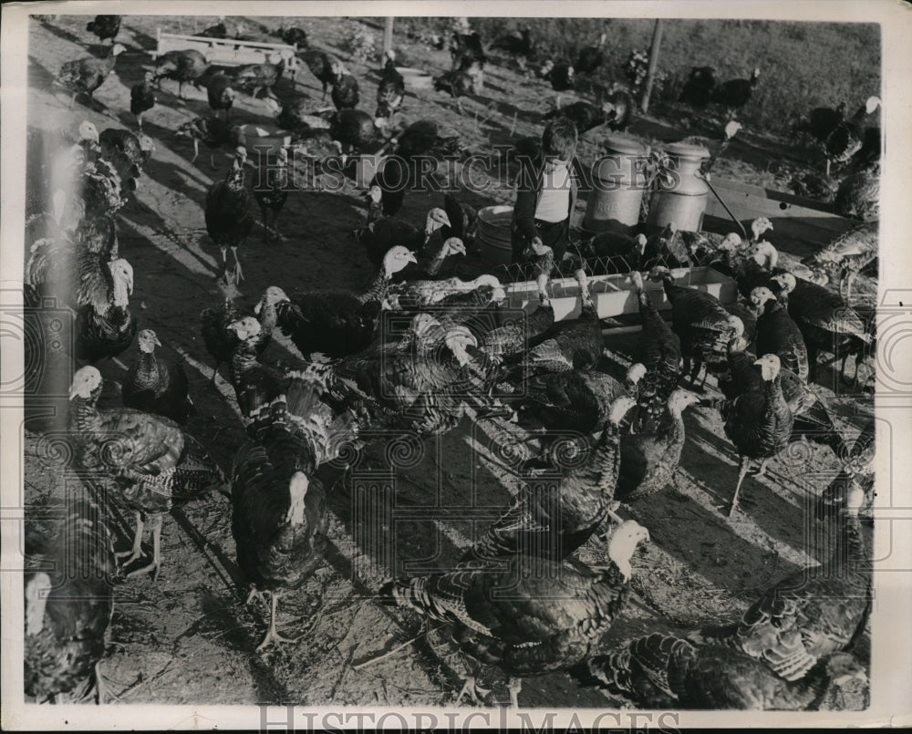 1940 Press Photo Turkey farm in Sharon Spa, New York before Thanksgiving. - Historic Images