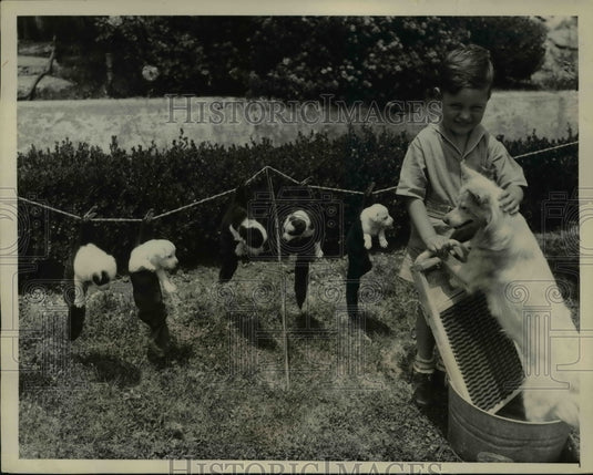 1935 Press Photo Miles Nadle Jr 3 washed and hung to dry puppies - Historic Images
