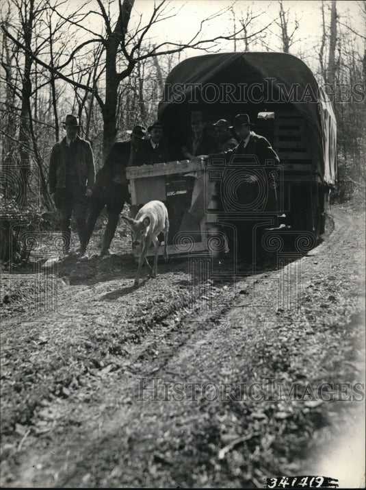 1939 Deer release at Slate Lick refuge-Historic Images