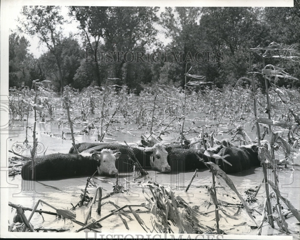 1941 Press Photo C. Wilma&#39;s Farm was flooded by heavy rains - Historic Images