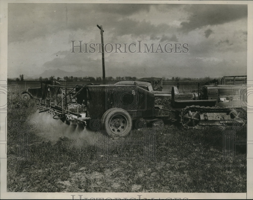 1935 Press Photo Wild Mustard - Historic Images
