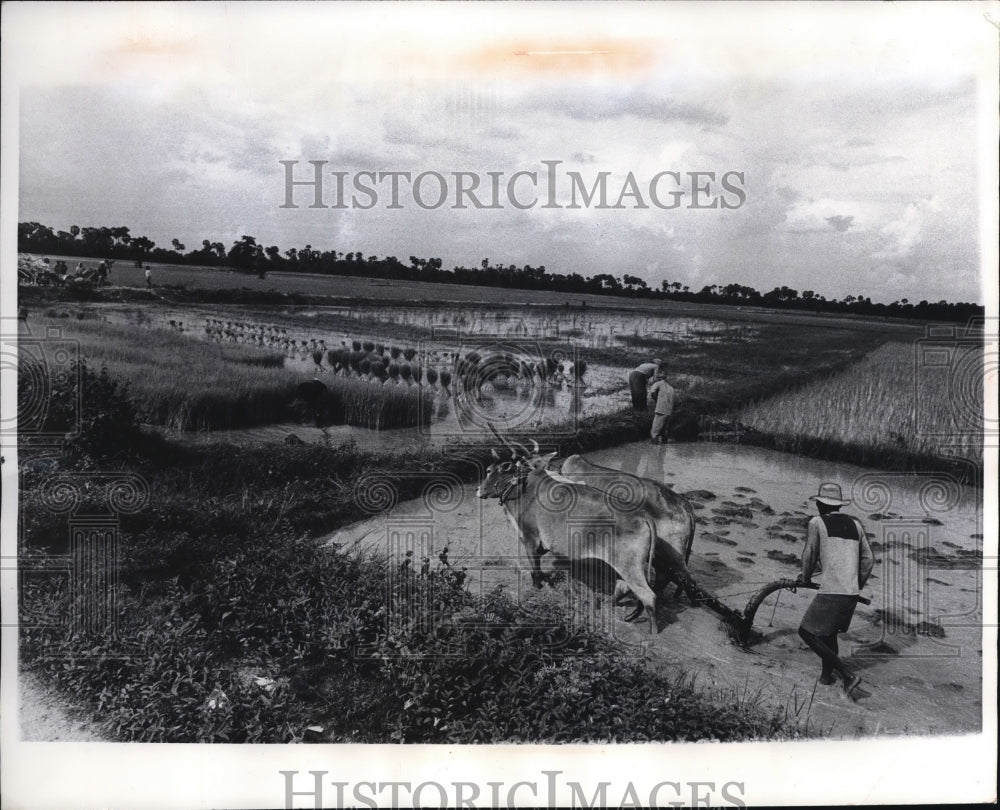 1970 Press Photo The Cambodia field - Historic Images