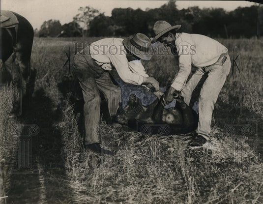 1923 Press Photo Catching of wild hog - Historic Images