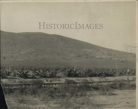 1924 Press Photo Magney Plants - Historic Images