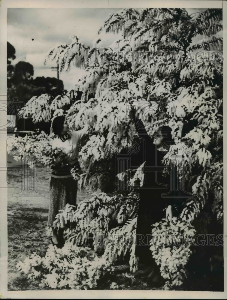 1935 Press Photo Wattle is of the acacia species, is Australia&#39;s national flower - Historic Images