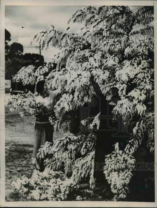 1935 Press Photo Wattle is of the acacia species, is Australia's national flower - Historic Images