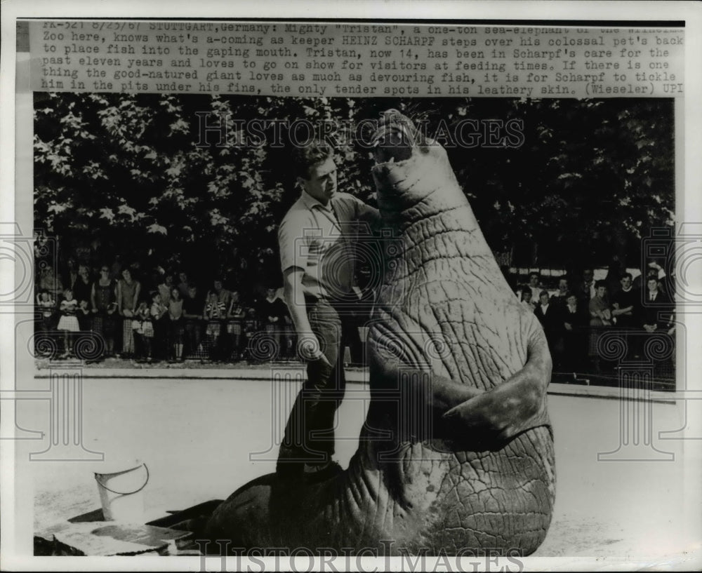 1967 Press Photo Sea-Elephant Mighty Tristan and keeper Heinz Scharpf - Historic Images