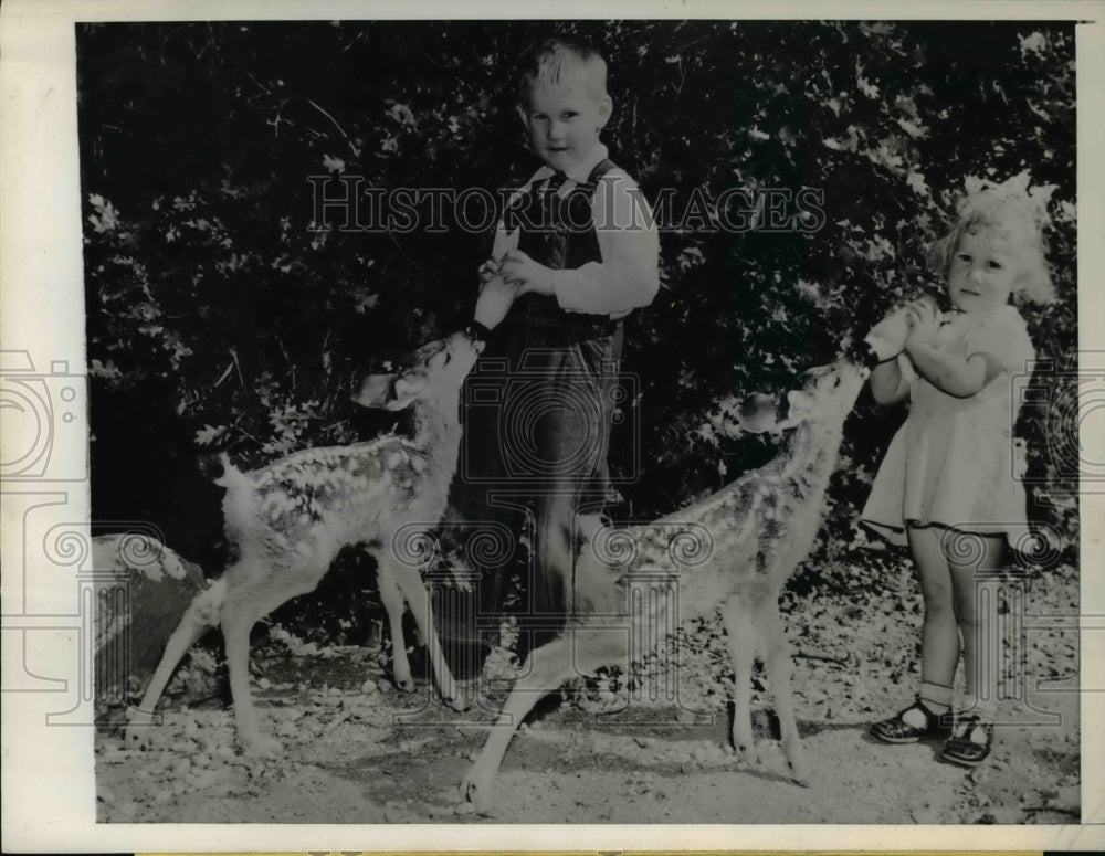 1945 Press Photo Bambi and Sambi Tiny Fawns awaits for bottle Time - Historic Images