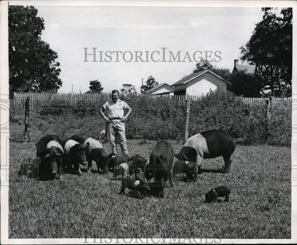 1950 Press Photo Forrest Davis, Jr. with his latest acquisition, group of sows - Historic Images