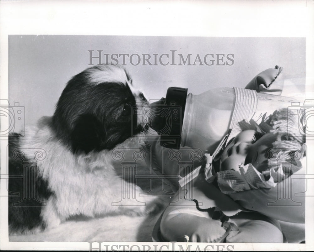 1957 Press Photo Kao Tsung a month-old Pekingese Pup - Historic Images