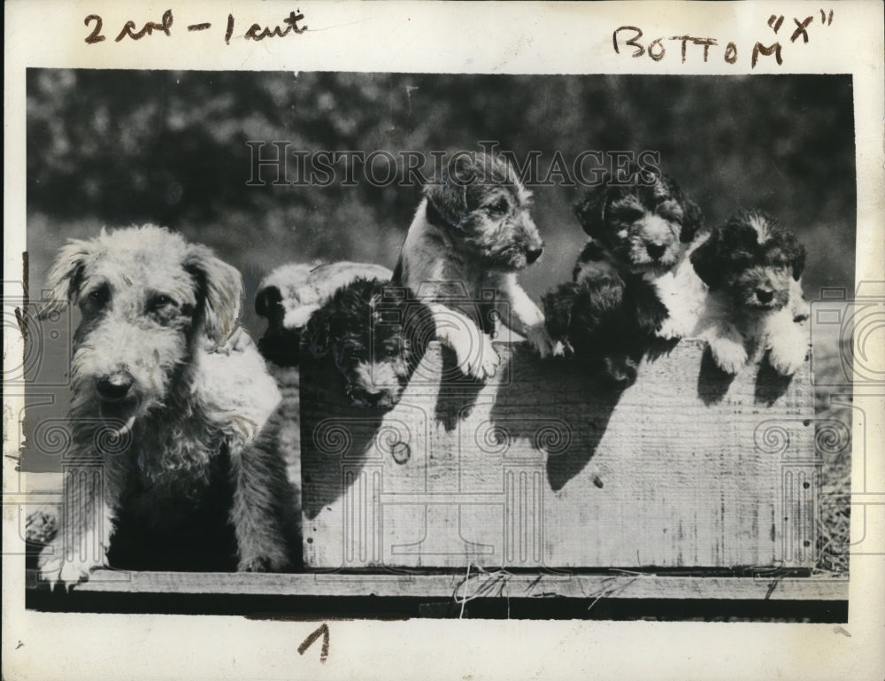 1935 Press Photo Potential enemies nos. 1 to 7 waiting disposal at Dog Mart - Historic Images