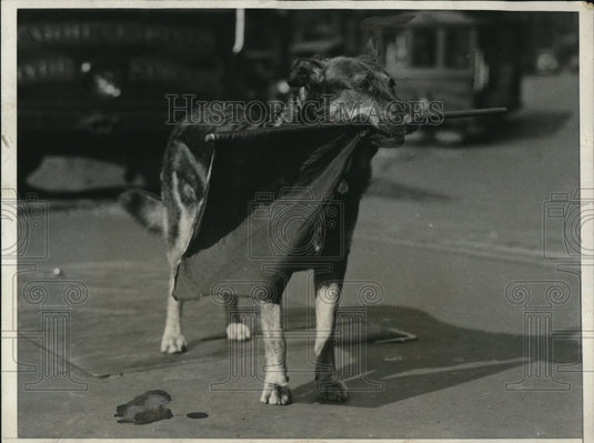 1931 Press Photo Roger Dog Helps in Traffic Management where He Flags Motorists - Historic Images