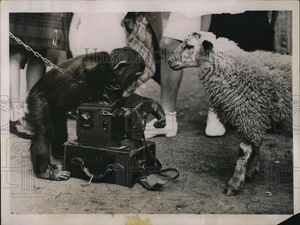 1936 Press Photo Chimpanzee George with another resident of London Zoo - Historic Images