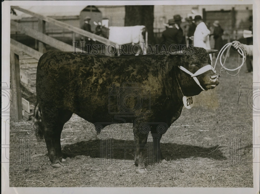 1931 Press Photo Mr Brent&#39;s Devon bull, Clampit Goldmine 3rd, champion - Historic Images