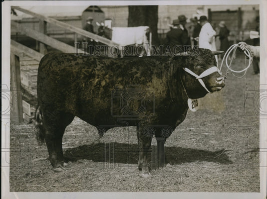 1931 Press Photo Mr Brent's Devon bull, Clampit Goldmine 3rd, champion - Historic Images