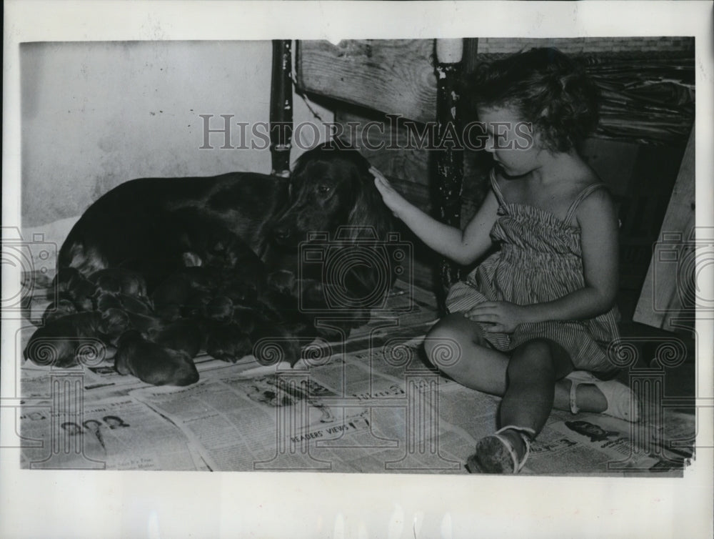 1949 Press Photo Cinncinati Ohio Irish setter &amp;10 puppies with Kaye Dorsey age 4 - Historic Images