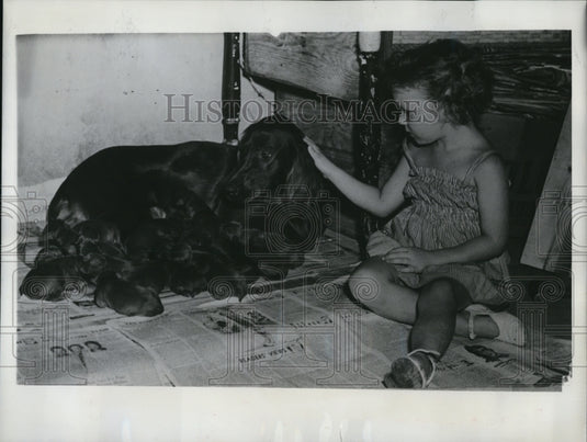 1949 Press Photo Cinncinati Ohio Irish setter &10 puppies with Kaye Dorsey age 4 - Historic Images